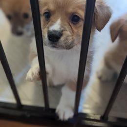 Pembroke Welsh Corgi Puppies from Trapmans Corgi's