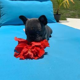French Bulldog Puppies from Calypso Canine Company
