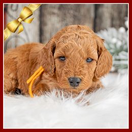 General - Red male Cockapoo puppy in Connersville, Indiana from Deaz Doodle Ranch