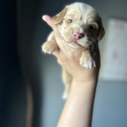 Dachshund Puppies from Dash of Love