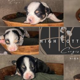 American Corgis and Pembroke Welsh Corgis from High Cotton Corgis