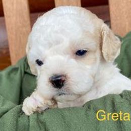 Cavapoo Puppies from Hickory Doodle Farm