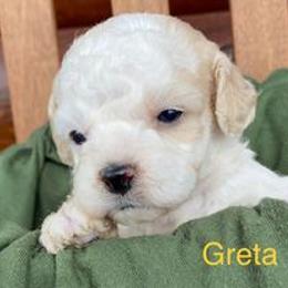 Cavapoo Puppies from Hickory Doodle Farm