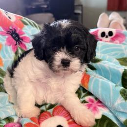 Apple - Black and white male Cavapoo puppy in Nevada, Missouri from Backroad Fur Babies
