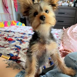 Yorkshire Terrier Puppies from Rosey’s Yorkies