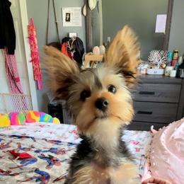Yorkshire Terrier Puppies from Rosey’s Yorkies