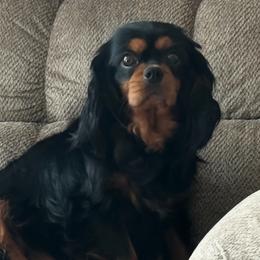 Raven - Cavalier King Charles Spaniel