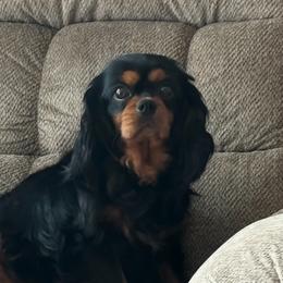 Raven - Cavalier King Charles Spaniel