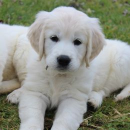 Golden Retriever Puppies from Hope Hollow Retrievers