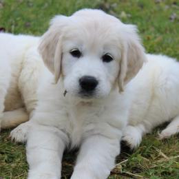 Golden Retriever Puppies from Hope Hollow Retrievers