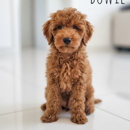 Bowie - Red  male Goldendoodle puppy in Warrensburg, Missouri from Supreme Doodles