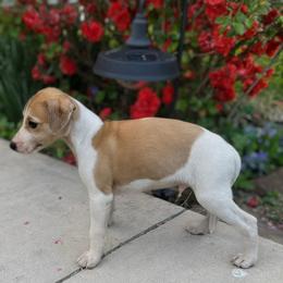 Boo - White and fawn male Whippet puppy in Oneida, Tennessee from Saving Grace
