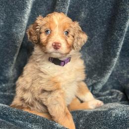 Hazel - Red merle female Australian Shepherd puppy in Columbia Falls, Montana from Firefly Horse Co Wellness Retreat Center