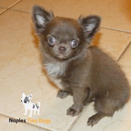 Chihuahua Puppies from Naples Tiny Dogs