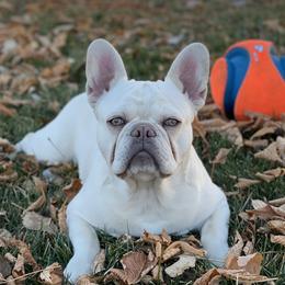 Theodore - French Bulldog