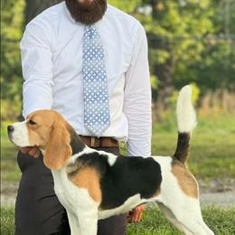 Raisin' - Beagle