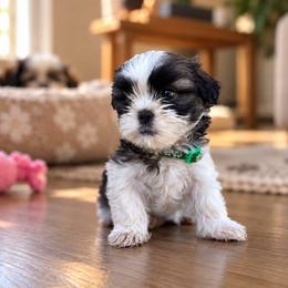 Bella - Black and tan female Shih Tzu puppy in Downey, California from Cali shih tzu