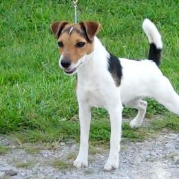 Sashay - Jack Russell Terrier