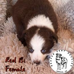 Tacoma - Red & white female Toy Australian Shepherd puppy in Jaroso, Colorado from Heaven Sent Aussies