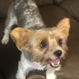 Baxar - Yorkshire Terrier