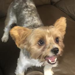 Baxar - Yorkshire Terrier