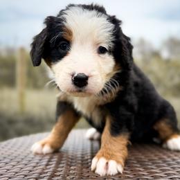 Boy 1 - Tri-color male Bernedoodle puppy in Montrose, Michigan from Livy’s Doodles