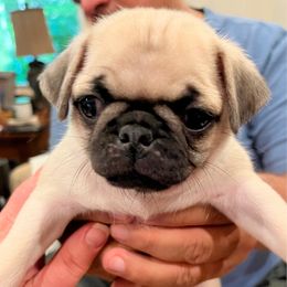 Olive - Fawn female Pug puppy in Black Mtn, North Carolina from Southern Pugs
