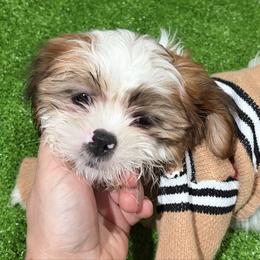 Elo - Black gold and white male Shih Tzu puppy in Bourne, Massachusetts from Shih Tzu Pups