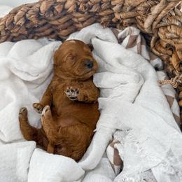 It's The Little Things-Sunsets - Red  female Goldendoodle puppy in Russell Springs, Kentucky from Milk & Honey Doodles