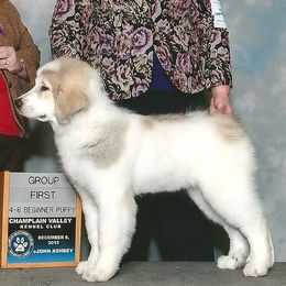 Great Pyrenees from Pyradigm Great Pyrenees