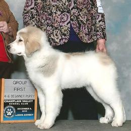 Great Pyrenees from Pyradigm Great Pyrenees