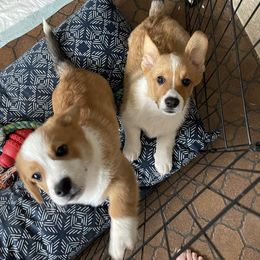 American Corgi and Pembroke Welsh Corgi Puppies from Emma’s Corgi’s