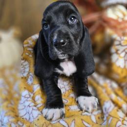 Moondancer - Black and white female Basset Hound puppy in Valley, Washington from Enchanted Valley Paws