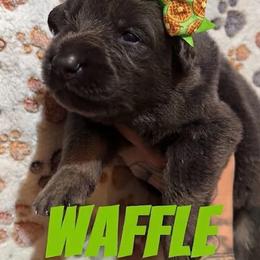 Waffle - Blue female German Shepherd puppy in Fort Jennings, Ohio from Von Holtzapple German shepherds