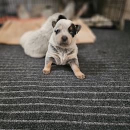 Australian Cattle Dog Puppies from Lakota Australian Cattle Dogs