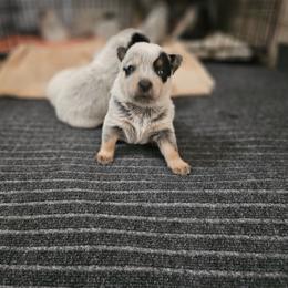 Australian Cattle Dog Puppies from Lakota Australian Cattle Dogs