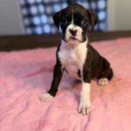 Girl 3 - Brindle female Boxer puppy in Prestonsburg, Kentucky from Bre’s Boxers