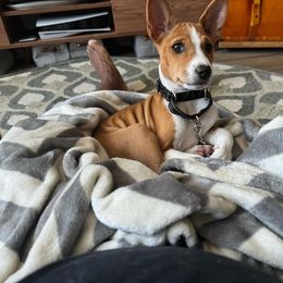 Basenji Puppies from Freecloud Basenji
