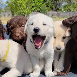 Labradoodles from Shanelle's Doodles
