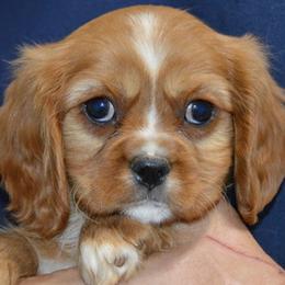 Alan - Black and tan male Cavalier King Charles Spaniel puppy in Townville, South Carolina from Mid Lake Cavaliers