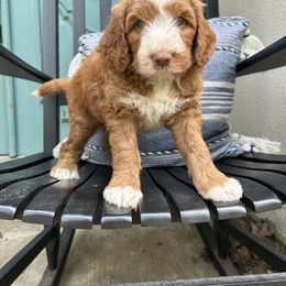 Rexy - Fawn and white Sheepadoodle puppy in Little Rock, Arkansas from Summer Blossom Doodles