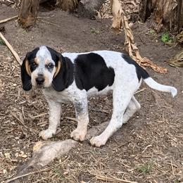 Frosty - Black tan and bluetick male Beagle puppy in Brooksville, Florida from Southern Skye Farm