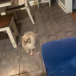 Marlin - Chocolate merle male Pomeranian puppy in Randleman, North Carolina from Luxurious Poms