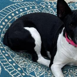 Ducky - Rat Terrier