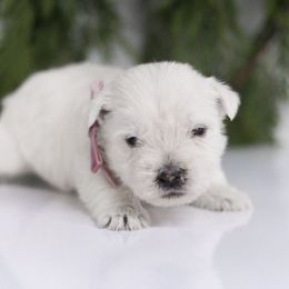 Juniper - White female West Highland White Terrier puppy in Mount Joy, Pennsylvania from K&M Kennel