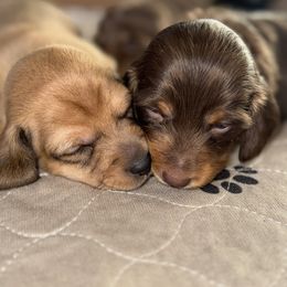 Dachshund Puppies from Spunky Sausage Pups
