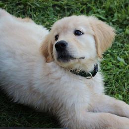 Golden Retrievers from Oceans Breeze Golden Retrievers