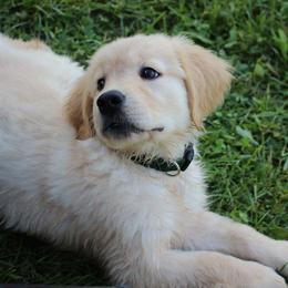 Golden Retrievers from Oceans Breeze Golden Retrievers