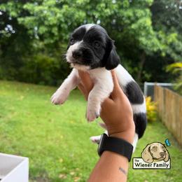 Dahlia (CKC) - Piebald female Dachshund puppy in Ocala, Florida from The Wiener Family
