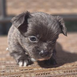Lavender - Blue female Chihuahua puppy in Plainfield, Indiana from Abby's Pampered Pooches